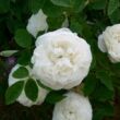 Rosa 'Botzaris' - fehér - történelmi - damaszkuszi rózsa