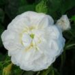 Kép 3/3 - Rosa 'Botzaris' - fehér - történelmi - damaszkuszi rózsa