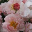 Kép 1/3 - Rosa 'Cornelia' - rózsaszín - parkrózsa
