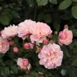 Kép 2/3 - Rosa 'Cornelia' - rózsaszín - parkrózsa
