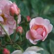 Rosa 'Cornelia' - rózsaszín - parkrózsa
