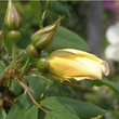 Kép 3/3 - Rosa 'Frühlingsgold®' - sárga - vadrózsa