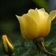Rosa 'Golden Wings' - sárga - vadrózsa