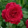 Kép 2/3 - Rosa 'Empereur du Maroc' - lila - történelmi - perpetual hibrid rózsa
