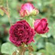 Kép 3/3 - Rosa 'Empereur du Maroc' - lila - történelmi - perpetual hibrid rózsa