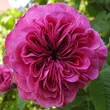 Kép 1/3 - Rosa 'Duc de Cambridge' - lila - rózsaszín - történelmi - damaszkuszi rózsa