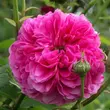 Kép 2/3 - Rosa 'Duc de Cambridge' - lila - rózsaszín - történelmi - damaszkuszi rózsa