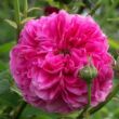 Rosa 'Duc de Cambridge' - lila - rózsaszín - történelmi - damaszkuszi rózsa