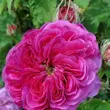 Kép 3/3 - Rosa 'Duc de Cambridge' - lila - rózsaszín - történelmi - damaszkuszi rózsa