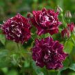 Rosa 'Roger Lambelin' - vörös - fehér - történelmi - perpetual hibrid rózsa