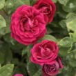Kép 2/3 - Rosa 'Souvenir du Docteur Jamain' - lila - történelmi - perpetual hibrid rózsa