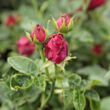 Rosa 'Souvenir du Docteur Jamain' - lila - történelmi - perpetual hibrid rózsa