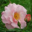 Kép 1/3 - Rosa 'Fritz Nobis®' - rózsaszín - történelmi - régi kerti rózsa