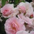 Kép 2/3 - Rosa 'Fritz Nobis®' - rózsaszín - történelmi - régi kerti rózsa