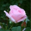 Rosa 'Fritz Nobis®' - rózsaszín - történelmi - régi kerti rózsa