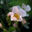 Rosa 'Nozomi™' - rózsaszín - talajtakaró rózsa