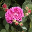Kép 2/3 - Rosa 'Trompeter von Säckingen' - lila - történelmi - régi kerti rózsa