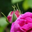Kép 3/3 - Rosa 'Trompeter von Säckingen' - lila - történelmi - régi kerti rózsa