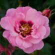 Kép 1/3 - Rosa 'Esther Queen of Persia™' - rózsaszín - virágágyi floribunda rózsa