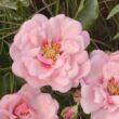 Rosa 'Esther Queen of Persia™' - rózsaszín - virágágyi floribunda rózsa