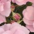 Kép 3/3 - Rosa 'Esther Queen of Persia™' - rózsaszín - virágágyi floribunda rózsa