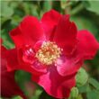 Kép 1/3 - Rosa 'Eddie's Jewel' - vörös - vadrózsa