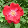 Rosa 'Eddie's Jewel' - vörös - vadrózsa