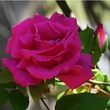 Kép 2/3 - Rosa 'Zéphirine Drouhin' - rózsaszín - climber, futó rózsa