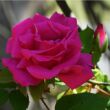 Rosa 'Zéphirine Drouhin' - rózsaszín - climber, futó rózsa