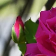 Kép 3/3 - Rosa 'Zéphirine Drouhin' - rózsaszín - climber, futó rózsa