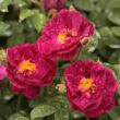 Rosa 'Alain Blanchard' - rózsaszín - történelmi - gallica rózsa