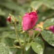 Kép 3/3 - Rosa 'Alain Blanchard' - rózsaszín - történelmi - gallica rózsa