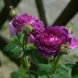 Rosa 'Belle de Crécy' - lila - történelmi - gallica rózsa