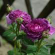 Kép 3/3 - Rosa 'Belle de Crécy' - lila - történelmi - gallica rózsa