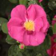 Kép 1/3 - Rosa 'Gallica 'Officinalis'' - rózsaszín - történelmi - gallica rózsa