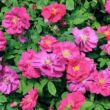 Rosa 'Gallica 'Officinalis'' - rózsaszín - történelmi - gallica rózsa