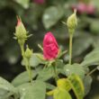 Kép 3/3 - Rosa 'Gallica 'Officinalis'' - rózsaszín - történelmi - gallica rózsa