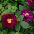 Rosa 'Tuscany Superb' - lila - történelmi - gallica rózsa