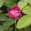 Kép 3/3 - Rosa 'Tuscany Superb' - lila - történelmi - gallica rózsa
