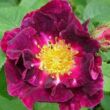 Kép 1/3 - Rosa 'Violacea' - lila - történelmi - gallica rózsa