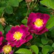 Kép 2/3 - Rosa 'Violacea' - lila - történelmi - gallica rózsa