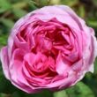 Rosa 'Bullata' - rózsaszín - történelmi - centifolia rózsa