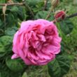 Rosa 'Bullata' - rózsaszín - történelmi - centifolia rózsa