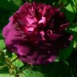Kép 1/3 - Rosa 'Ombrée Parfaite' - lila - történelmi - gallica rózsa