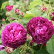 Rosa 'Ombrée Parfaite' - lila - történelmi - gallica rózsa