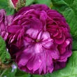 Kép 1/3 - Rosa 'Capitaine John Ingram' - lila - történelmi - moha rózsa
