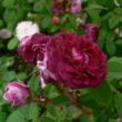 Kép 2/3 - Rosa 'Capitaine John Ingram' - lila - történelmi - moha rózsa