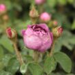 Rosa 'Capitaine John Ingram' - lila - történelmi - moha rózsa