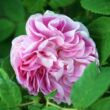 Rosa 'Général Kléber' - rózsaszín - történelmi - moha rózsa