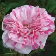 Kép 1/3 - Rosa 'Madame Moreau' - vörös - fehér - történelmi - moha rózsa